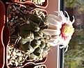 Нажмите на изображение для увеличения.

Название:	Gymnocalycium_sp..jpg
Просмотров:	124
Размер:	127.7 Кб
ID:	344174