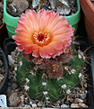 Нажмите на изображение для увеличения.

Название:	Notocactus_ottonis_vencluianus.jpg
Просмотров:	159
Размер:	184.9 Кб
ID:	344185