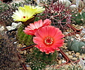 Нажмите на изображение для увеличения.

Название:	Notocactus_ottonis_vencluianus.jpg
Просмотров:	166
Размер:	244.1 Кб
ID:	344201