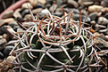 Нажмите на изображение для увеличения.

Название:	Gymnocalycium_ferox_VG512_Tuclame_Cord.jpg
Просмотров:	385
Размер:	211.3 Кб
ID:	344205