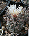 Нажмите на изображение для увеличения.

Название:	Gymnocalycium_bozsingianum.jpg
Просмотров:	402
Размер:	208.9 Кб
ID:	344209