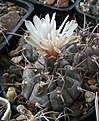 Нажмите на изображение для увеличения.

Название:	Gymnocalycium_bozsingianum.jpg
Просмотров:	379
Размер:	208.9 Кб
ID:	344209