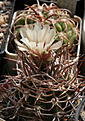 Нажмите на изображение для увеличения.

Название:	Gymnocalycium_coloradense_VG401.jpg
Просмотров:	373
Размер:	184.2 Кб
ID:	344210