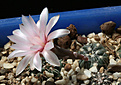 Нажмите на изображение для увеличения.

Название:	Gymnocalycium_poeschlii_STO526-1.jpg
Просмотров:	463
Размер:	168.7 Кб
ID:	344212
