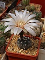 Нажмите на изображение для увеличения.

Название:	Gymnocalycium poeschlii STO526-1.jpg
Просмотров:	378
Размер:	66.7 Кб
ID:	344214