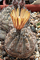 Нажмите на изображение для увеличения.

Название:	Pyrrhocactus_villicumensis-vertongenii_VG1143.jpg
Просмотров:	158
Размер:	195.9 Кб
ID:	344229
