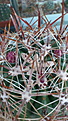 Нажмите на изображение для увеличения.

Название:	Ferocactus fordii.JPG
Просмотров:	151
Размер:	109.9 Кб
ID:	344230