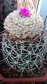 Нажмите на изображение для увеличения.

Название:	Melocactus curvispinus subs.curvispinus 1.JPG
Просмотров:	156
Размер:	117.3 Кб
ID:	344231