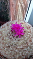 Нажмите на изображение для увеличения.

Название:	Melocactus curvispinus subs.curvispinus.JPG
Просмотров:	153
Размер:	83.5 Кб
ID:	344232