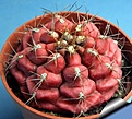 Нажмите на изображение для увеличения.

Название:	Gymnocalycium_damsii_tucavocense_red_01.jpg
Просмотров:	371
Размер:	225.3 Кб
ID:	344246