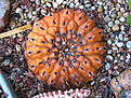 Нажмите на изображение для увеличения.

Название:	Gymnocalycium ochoterenae orange.jpg
Просмотров:	363
Размер:	230.3 Кб
ID:	344250