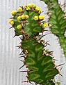 Нажмите на изображение для увеличения.

Название:	Euphorbia_pseudocactus_IMG_3740.jpg
Просмотров:	301
Размер:	111.3 Кб
ID:	344285