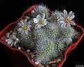 Нажмите на изображение для увеличения.

Название:	Aylostera albiflora.JPG
Просмотров:	200
Размер:	216.4 Кб
ID:	344315