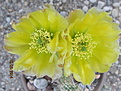 Нажмите на изображение для увеличения.

Название:	Cylindropuntia arenaria 1.jpg
Просмотров:	191
Размер:	113.3 Кб
ID:	344322