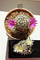 Нажмите на изображение для увеличения.

Название:	Mammillaria shumannii и Mammillaria duwei.jpg
Просмотров:	188
Размер:	195.2 Кб
ID:	344330