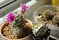 Нажмите на изображение для увеличения.

Название:	Mammillaria shumannii и Mammillaria duwei2.jpg
Просмотров:	188
Размер:	195.8 Кб
ID:	344331