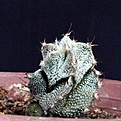 Нажмите на изображение для увеличения.

Название:	Astrophytum  OrCo_9y_13.6.14.JPG
Просмотров:	398
Размер:	154.1 Кб
ID:	344332