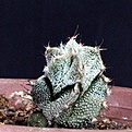 Нажмите на изображение для увеличения.

Название:	Astrophytum  OrCo_9y_13.6.14.JPG
Просмотров:	360
Размер:	154.1 Кб
ID:	344332