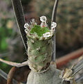 Нажмите на изображение для увеличения.

Название:	Tephrocactus articulatus v. diadematus.jpg
Просмотров:	226
Размер:	175.4 Кб
ID:	344338