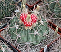 Нажмите на изображение для увеличения.

Название:	Echinocactus texensis.JPG
Просмотров:	138
Размер:	283.2 Кб
ID:	344365