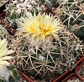 Нажмите на изображение для увеличения.

Название:	Coryphantha andreae.JPG
Просмотров:	184
Размер:	271.7 Кб
ID:	344371
