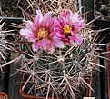Нажмите на изображение для увеличения.

Название:	Ferocactus fordii.JPG
Просмотров:	196
Размер:	272.6 Кб
ID:	344372