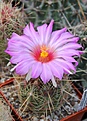 Нажмите на изображение для увеличения.

Название:	Thelocactus bicolor wagnerianum KMR291.JPG
Просмотров:	198
Размер:	289.7 Кб
ID:	344374