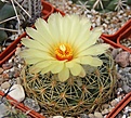 Нажмите на изображение для увеличения.

Название:	Coryphantha radians pseudoradians FO47.JPG
Просмотров:	190
Размер:	273.7 Кб
ID:	344375