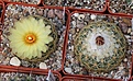 Нажмите на изображение для увеличения.

Название:	Coryphantha radians pseudoradians FO47..JPG
Просмотров:	192
Размер:	276.2 Кб
ID:	344376