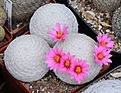 Нажмите на изображение для увеличения.

Название:	Mammillaria herrerae.JPG
Просмотров:	196
Размер:	297.5 Кб
ID:	344377