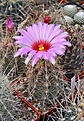 Нажмите на изображение для увеличения.

Название:	Thelococtus bicolor PP512.JPG
Просмотров:	187
Размер:	288.6 Кб
ID:	344378
