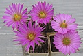 Нажмите на изображение для увеличения.

Название:	Echinocereus_palmeri_SB184_9y.JPG
Просмотров:	202
Размер:	181.0 Кб
ID:	344385