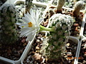Нажмите на изображение для увеличения.

Название:	Mammillaria theresae var. albiflora.JPG
Просмотров:	191
Размер:	166.7 Кб
ID:	344405