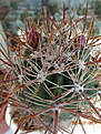 Нажмите на изображение для увеличения.

Название:	Ferocactus fordii.JPG
Просмотров:	134
Размер:	142.5 Кб
ID:	344406