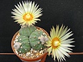 Нажмите на изображение для увеличения.

Название:	Astrophytum asterias.JPG
Просмотров:	106
Размер:	171.7 Кб
ID:	344435