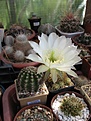 Нажмите на изображение для увеличения.

Название:	Echinopsis sp..JPG
Просмотров:	182
Размер:	172.6 Кб
ID:	344437