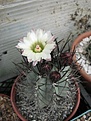 Нажмите на изображение для увеличения.

Название:	Eriosyce taltalensis v.paucicostata.JPG
Просмотров:	161
Размер:	221.0 Кб
ID:	344438