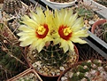 Нажмите на изображение для увеличения.

Название:	Hamatocactus setispinus.JPG
Просмотров:	183
Размер:	203.2 Кб
ID:	344445