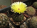 Нажмите на изображение для увеличения.

Название:	Notocactus ottonis.JPG
Просмотров:	179
Размер:	186.1 Кб
ID:	344454