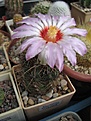 Нажмите на изображение для увеличения.

Название:	Thelocactus bicolor.JPG
Просмотров:	169
Размер:	179.0 Кб
ID:	344456