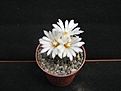 Нажмите на изображение для увеличения.

Название:	Turbinicarpus.JPG
Просмотров:	169
Размер:	132.4 Кб
ID:	344457