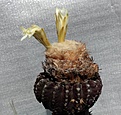 Нажмите на изображение для увеличения.

Название:	Discocactus horsti_13y_7.14.JPG
Просмотров:	297
Размер:	95.7 Кб
ID:	344464