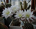 Нажмите на изображение для увеличения.

Название:	Echinopsis_ancistrophora_VG635.jpg
Просмотров:	157
Размер:	230.4 Кб
ID:	344484