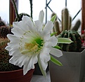 Нажмите на изображение для увеличения.

Название:	Echinopsis_herbasii_L385.jpg
Просмотров:	163
Размер:	185.0 Кб
ID:	344485
