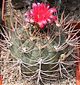 Нажмите на изображение для увеличения.

Название:	Gymnocalycium tillianum.JPG
Просмотров:	145
Размер:	260.2 Кб
ID:	344521