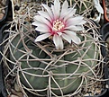 Нажмите на изображение для увеличения.

Название:	Gymnocalycium cardenasii.JPG
Просмотров:	147
Размер:	285.3 Кб
ID:	344522