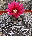 Нажмите на изображение для увеличения.

Название:	Gymnocalycium carminantum STO367 Los Juntas.JPG
Просмотров:	418
Размер:	236.0 Кб
ID:	344528