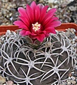 Нажмите на изображение для увеличения.

Название:	Gymnocalycium carminantum STO367 Los Juntas.JPG
Просмотров:	399
Размер:	236.0 Кб
ID:	344528