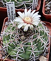 Нажмите на изображение для увеличения.

Название:	Gymnocalycium ferox GN396-1311.JPG
Просмотров:	374
Размер:	243.2 Кб
ID:	344529