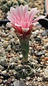 Нажмите на изображение для увеличения.

Название:	Gymnocalycium poeschlii VG413.JPG
Просмотров:	364
Размер:	245.4 Кб
ID:	344530